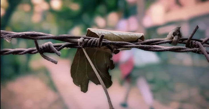A close-up photograph of a barbed-wire strand on the fencing along the Line of Control between India and Pakistan, with a single dry leaf caught on a barb.