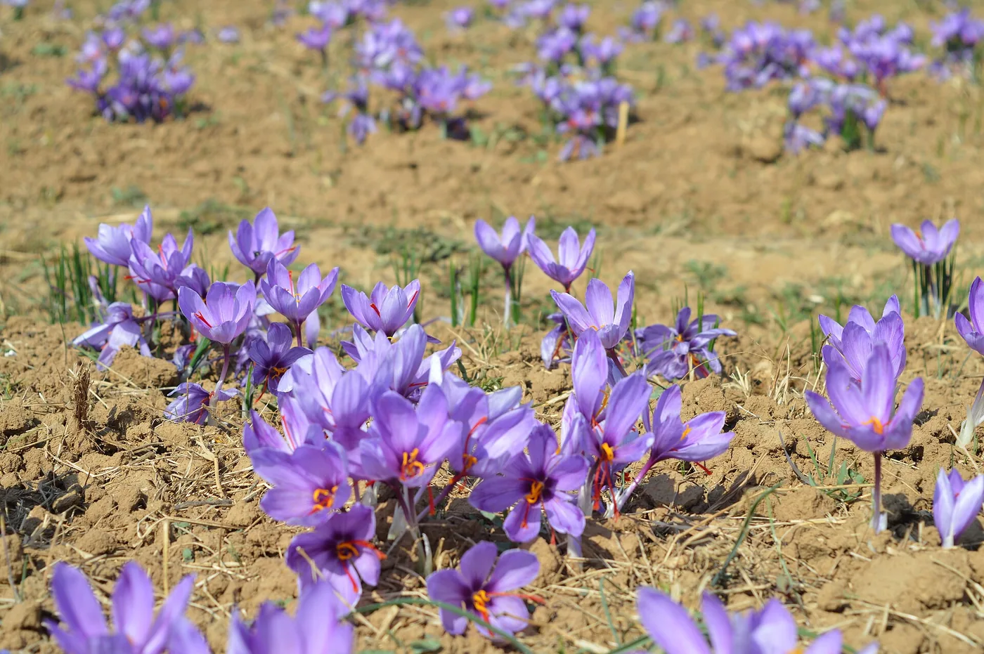 A photograph of purple saffron crocuses in flower across a field at Pampore in Kashmir.