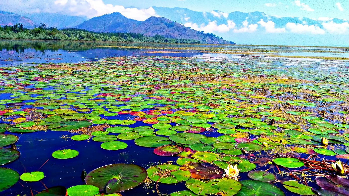 A photograph of Wular Lake covered in lotus pads and flowers, with mountains on the far shore.
